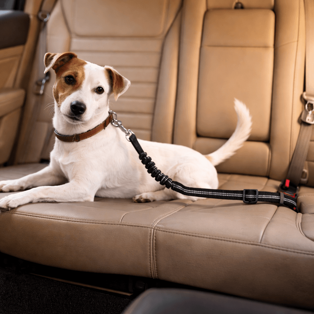 Hundesele til bil - Justerbar med refleks